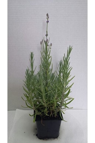 Lavanta Lavandula Angustifolia Fidanı 10-20 Cm