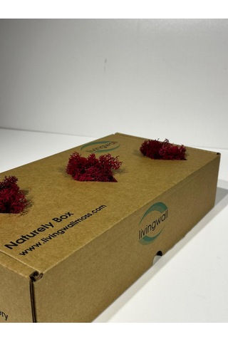 Reindermoss Şoklanmış Norveç Yosunu Terarium Yosunu Fushia 500 Gr.
