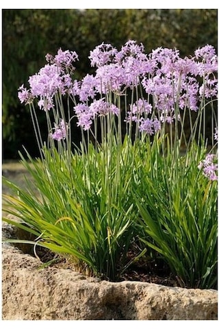 Thebestonline Tulbaghia Violacea Sarımsak Çiçeği Saksıda Thebestonline Tulbaghia Violacea Sarımsak Çiçeği Saksıda