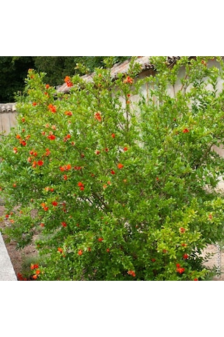 60-80 Cm Süs Narı, Çiçekli Ve Meyveli Ağaç