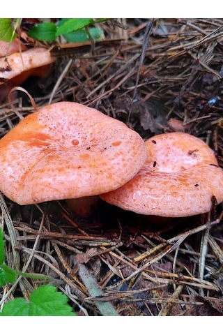 Kanlıca Mantarı Çintar Çam Melki Mantar Tohumu 1kg