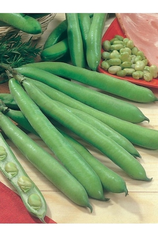 200 Adet Tohum Nadir Organik Bakla Tohumu Sürpriz Hediye Tohumludur