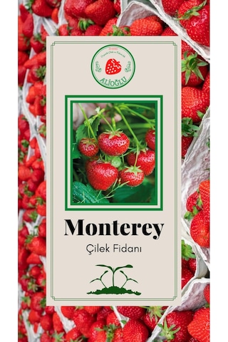 42 Adet Monterey Çilek Fidesi Açık Kök ve Taze Söküm (Frigo)