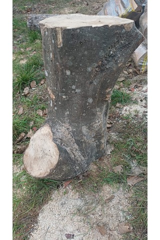 Kayın Ağacı Tomruk - Kütük - Boy 72cm Çapı 100-140 Cm 72x110
