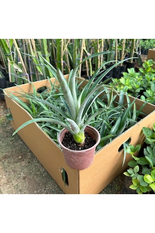 Saksıda Ananas Meyvesi Fidanı Del Monte 2 Cinsi