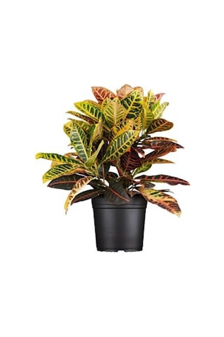 Ithal Croton Petra Kroton 17 Cm Saksıda 60 Cm Ev Bitkisi Ofis Bitki