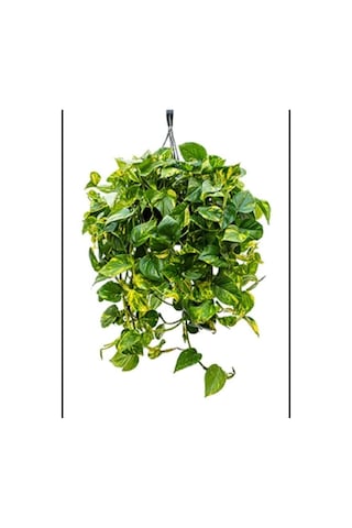 Salon Sarmaşığı Pothos Çiçeği Patos Çiçeği 10-20 Cm