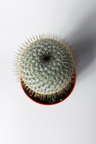 Mammillaria Haageana Koleksiyonluk Çok Dikenli Kaktüs 8.5 Cm