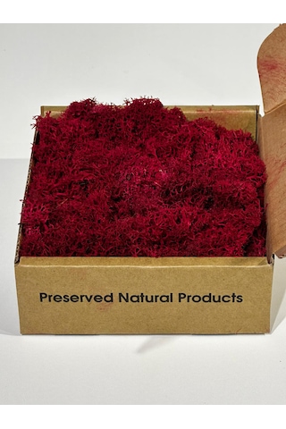 Reindermoss Şoklanmış Norveç Yosunu Terarium Yosunu Fushia 100 Gr.