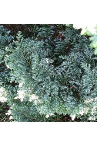 Boulevard Savara Yer Örtücü Yalancı Servi Fidanı 1-2 Yaş Arası