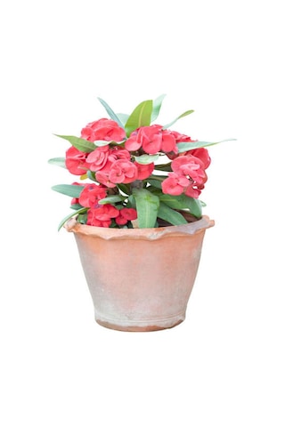 İthal Milli Dikenler Tacı Çiçeği Büyük Çiçekli 20-40 Cm Saksılı Euphorbia Milii