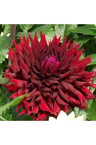 Red Kenora Mackob B Dahlia Yıldız Çiçeği Yumrusu 1 Adet