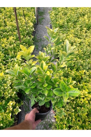 Gold Taflan 20 Adet - Sarı Çit Bitkisi