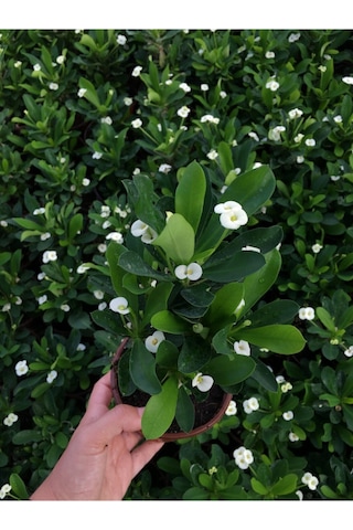 Çok Avantajlı Beyaz Renk Dikenler Tacı Çiçekli Ithal Hollanda Milli Saksılı Kaktüs White Euphorbia