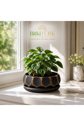 Dekoratif Beton Saksı Ve Altlık Seti 20 Cm El Yapımı Bonsai Saksısı Sukulent Saksısı İç Mekan Çiçek Saksısı 1