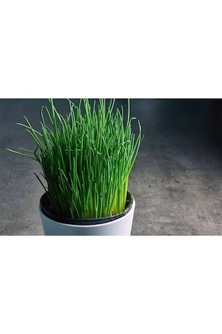 Evde Yetiştir Frenk Soğanı Ekim Kiti Tohum - Saksı - Toprak