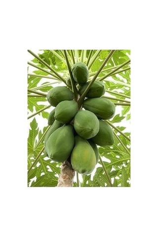 Ayrex Vipfoni Papaya Ağaç Kavunu Tohumu