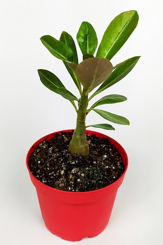 Çöl Gülü Adenium Obesum 8.5 Cm Kırmızı Saksıda Caudex Bonsai
