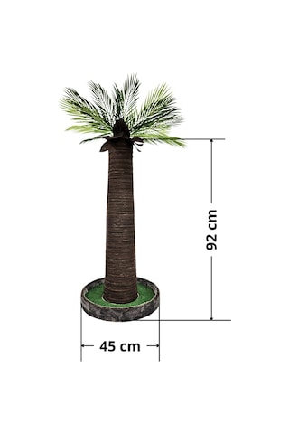 Palmiye Kedi Tırmalaması