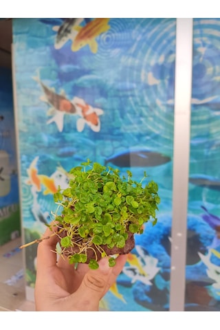 Dichondra Repens "Kayaya Tutturulmuş"