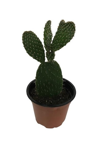 İncir Kaktüs (Opuntia Ovata)