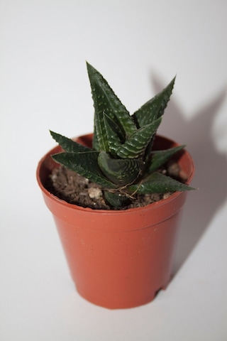 Haworthia Limifolia Sukulent Tekli 5,5 Cm Saksıda