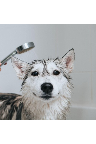Tr Lemon Shampoo Short Hair Kısa Tüylü Kedi Ve Köpekler İçin Kepeğe Karşı Limonlu Şampuan 500 Ml