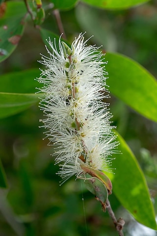 Intense Natural Saf ve Doğal Niaouli Essential Oil Nioli Uçucu Yağı 10 ML