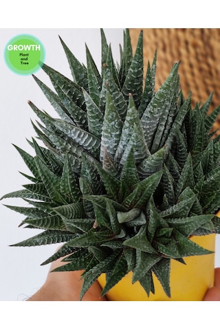 Haworthia Fasciata 1 Adet