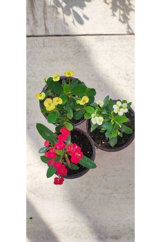 Videolu Dikenler Tacı Çiçeği Sürpriz Renk 25 35 Cm Saksılı 3'lü Kaktüs Euphorbia