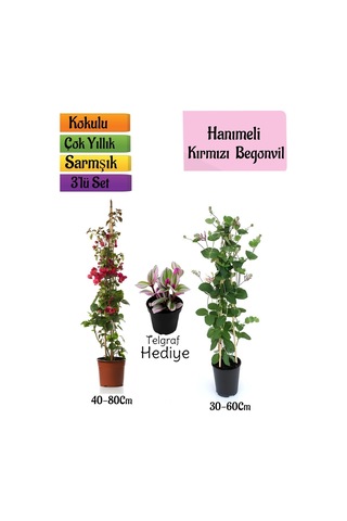 Kırmızı Begonvil+kokulu Hanımeli Çiçeği+telgraf Çiçeği Hediyeli 3'lü Peyzaj Seti