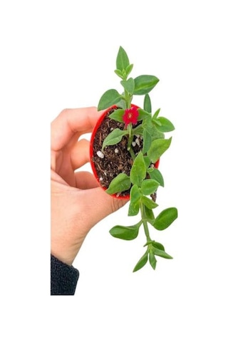 Sarı Gül Fidanı+ Buz Çiçeği Fidanı Seti 15-25 Cm Saksılı Dış Mekan Bitkileri