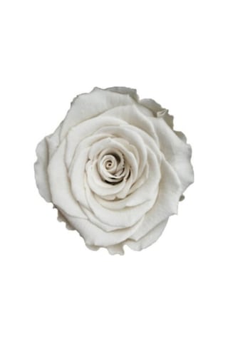 Rose Amor WHİ-04 BEYAZ  şoklanmış solmaz gül XL 1 KUTU (6 ADET GÜ