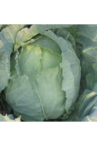 Yalova Lahana Tohumu