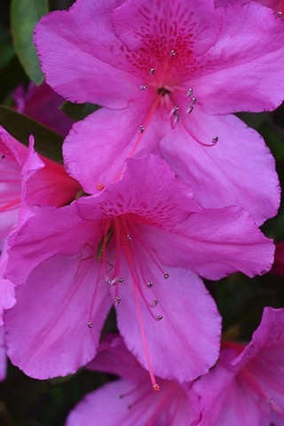 Açelya Fidanı Baharın En Güzel Habercisi: Açelya 2 Yaşında Tüp...