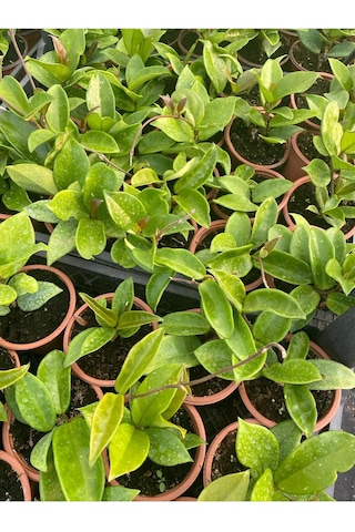 Hoya Carnnosa Pembe Renk Mum Çiçeği 10-20cm 1 Adet Saksılı