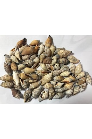 %100 NATUREL DOĞAL GERÇEK DENİZ KABUĞU 500 Gram -MMM4761