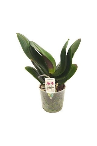 Çiçeksiz Orkide Fidesi 12 Cm Saksıda Çiçeksiz Orkide Fidesi 12 Cm Saksıda
