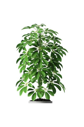 Şeflera Sheflera Bitkisi Tek Dikim 90 - 110 Cm