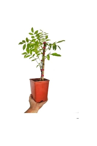 Sarmaşık Kokulu Mor Salkım Ağacı Fidanı 1 Adet Saksılı/tüplü 30-50cm