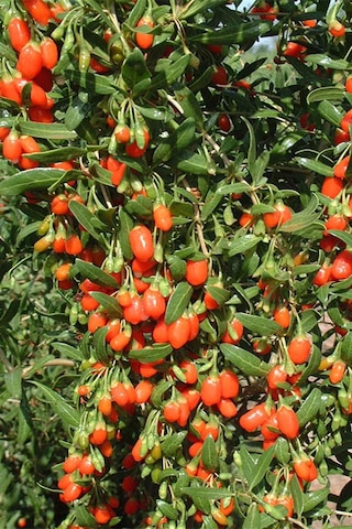 Organik Bitkim Goji Berry Kurt Üzümü 1000 G