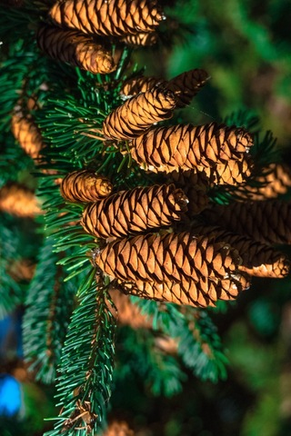 Çam Kozalağı Sirkesi 250 Ml - Doğal Fermantasyon Geleneksel Yöntem Üretim