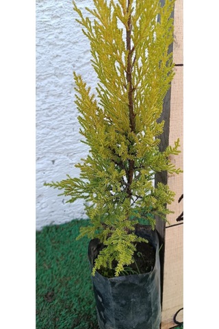 Videolu Limoni Servi Çamı 1 Adet Saksılı/ Tüplü 30-60cm Bahçe Bitkisi Cupressus