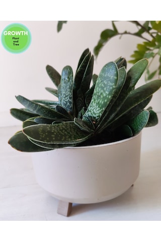 Gasteria Bicolor Sukulent İri Çaplı 1 Adet