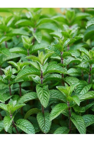 Aysenin Nane Yağı / Mint Oil 15 ML