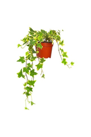 Mis Kokulu Arap Yasemini+alacalı Hedera Hex Sarmaşığı+telgraf Çiçeği 3'lü Set
