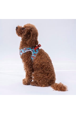 Pawstar Air-mesh Bears Köpek Göğüs Tasması Xs Genel