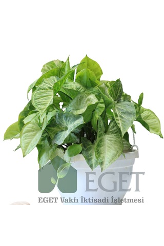 Melek Kanadı Çiçeği Syngonium Podophyllum - 2 Lt Askılı Saksıda