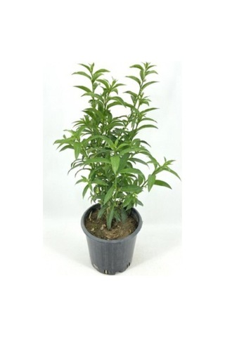 Kokulu Melisa Çiçeği Fidanı 30-45 Cm Saksılı Çiçekli Bodur Bitkiler Lemon Balm