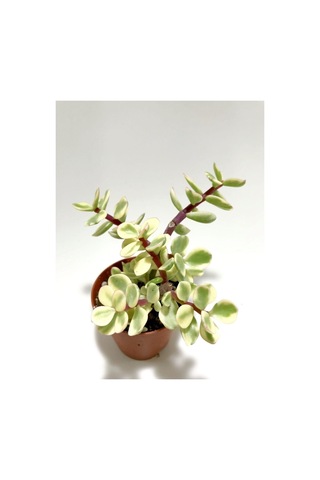 Portulaca Afra Variegata Alacalı Fil Azığı Sukulent Bitki